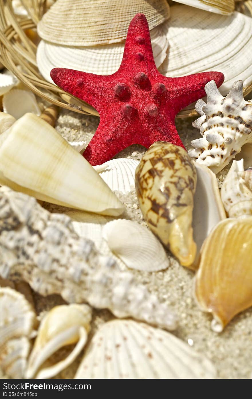 Sea shells with sand as background