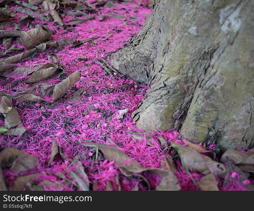 Tree trunk and petals of flowers. close-up in garden park or forest of spring flowers. Tree trunk and petals of flowers. close-up in garden park or forest of spring flowers