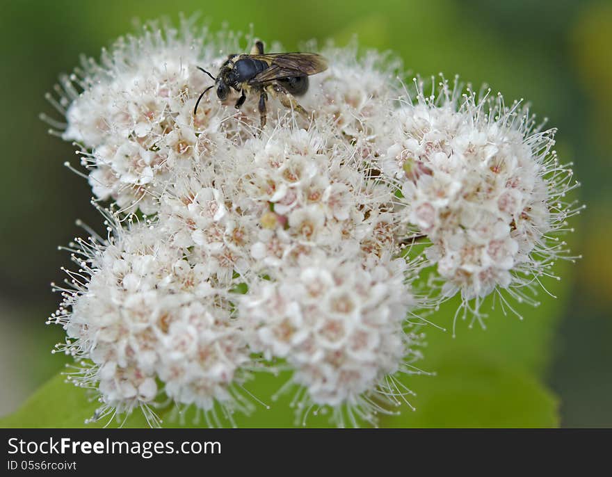 Bee pollinating a Wild Flower. Bee pollinating a Wild Flower