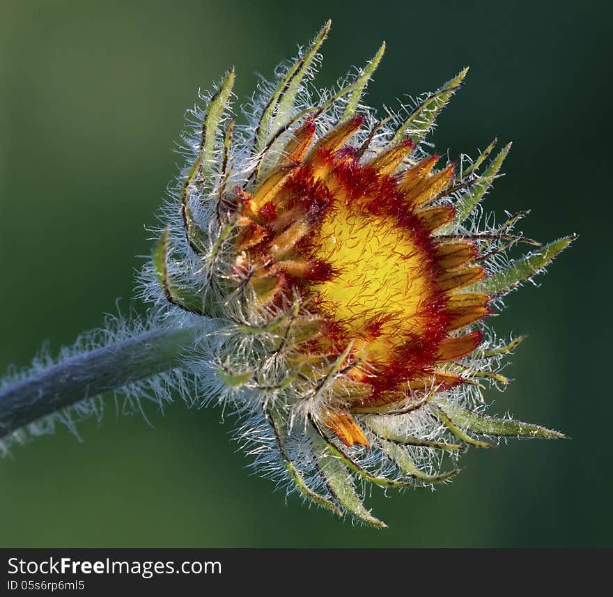 Yellow and red wild flower. Yellow and red wild flower