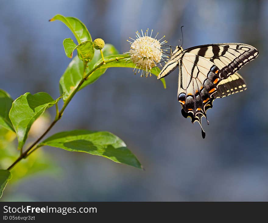 Eastern Tiger Swallowtail butterfly (Papilio glaucus) on Buttonbush