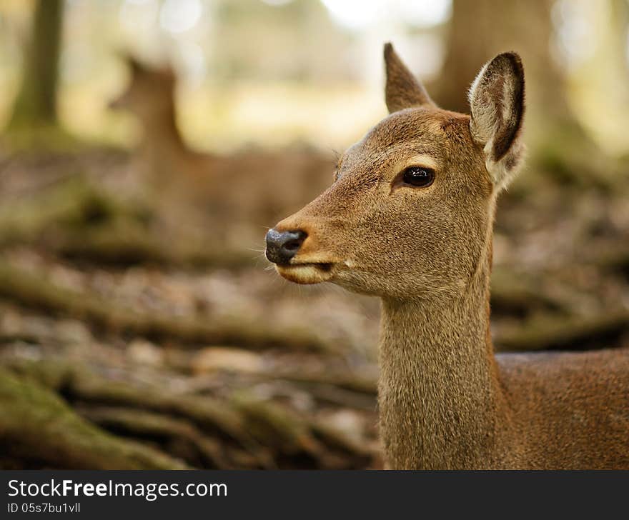 Nara deer roam free in Nara Park, Japan.