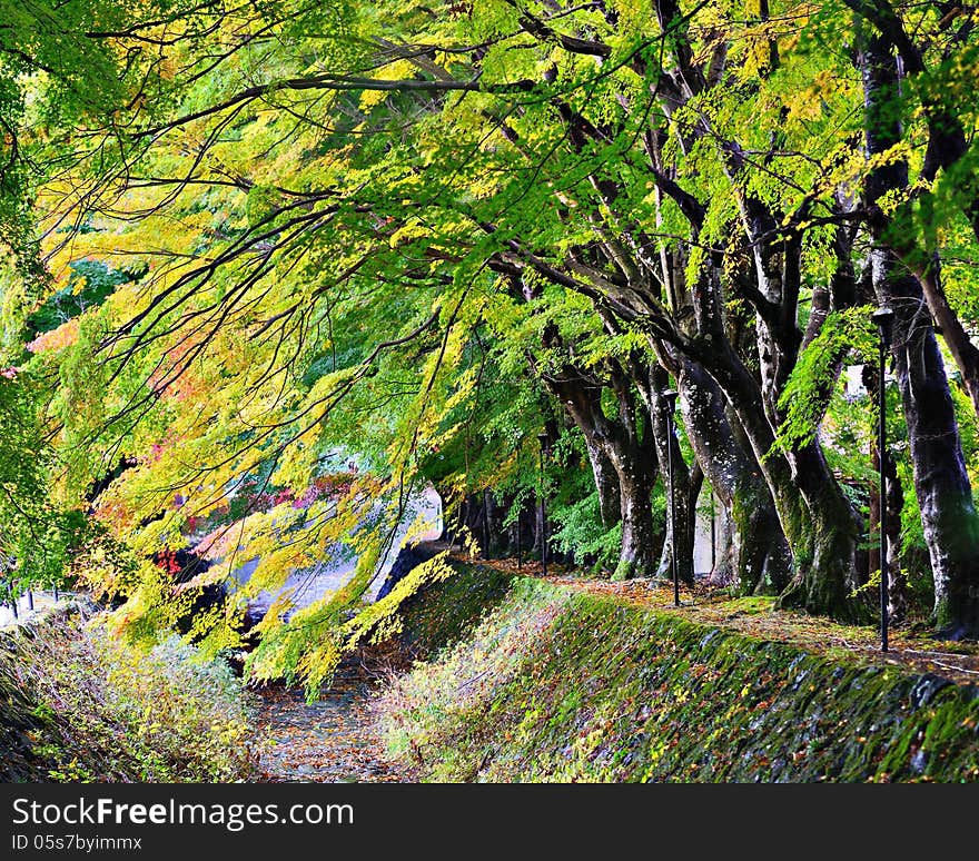 Maple Leaf Tunnel in Kawaguchi, Japan.