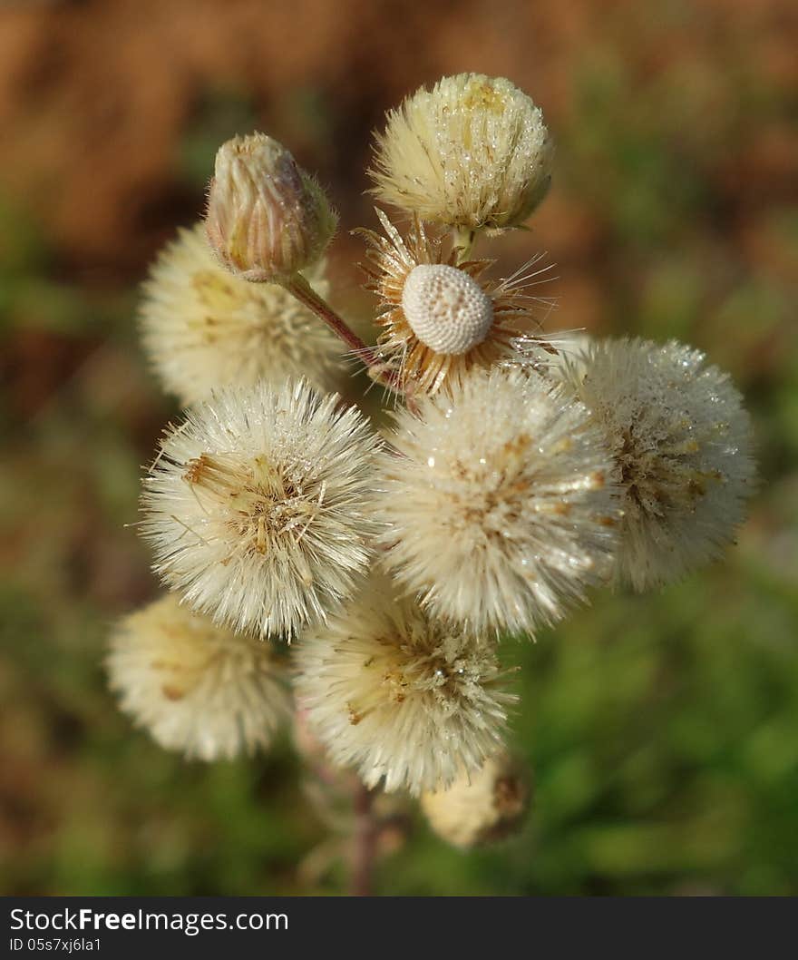 A cluster of delicate thistle seed balls sprinkled with morning dew. A cluster of delicate thistle seed balls sprinkled with morning dew.