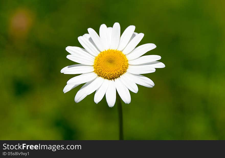 Close up photo of single camomile on blured green background. Close up photo of single camomile on blured green background