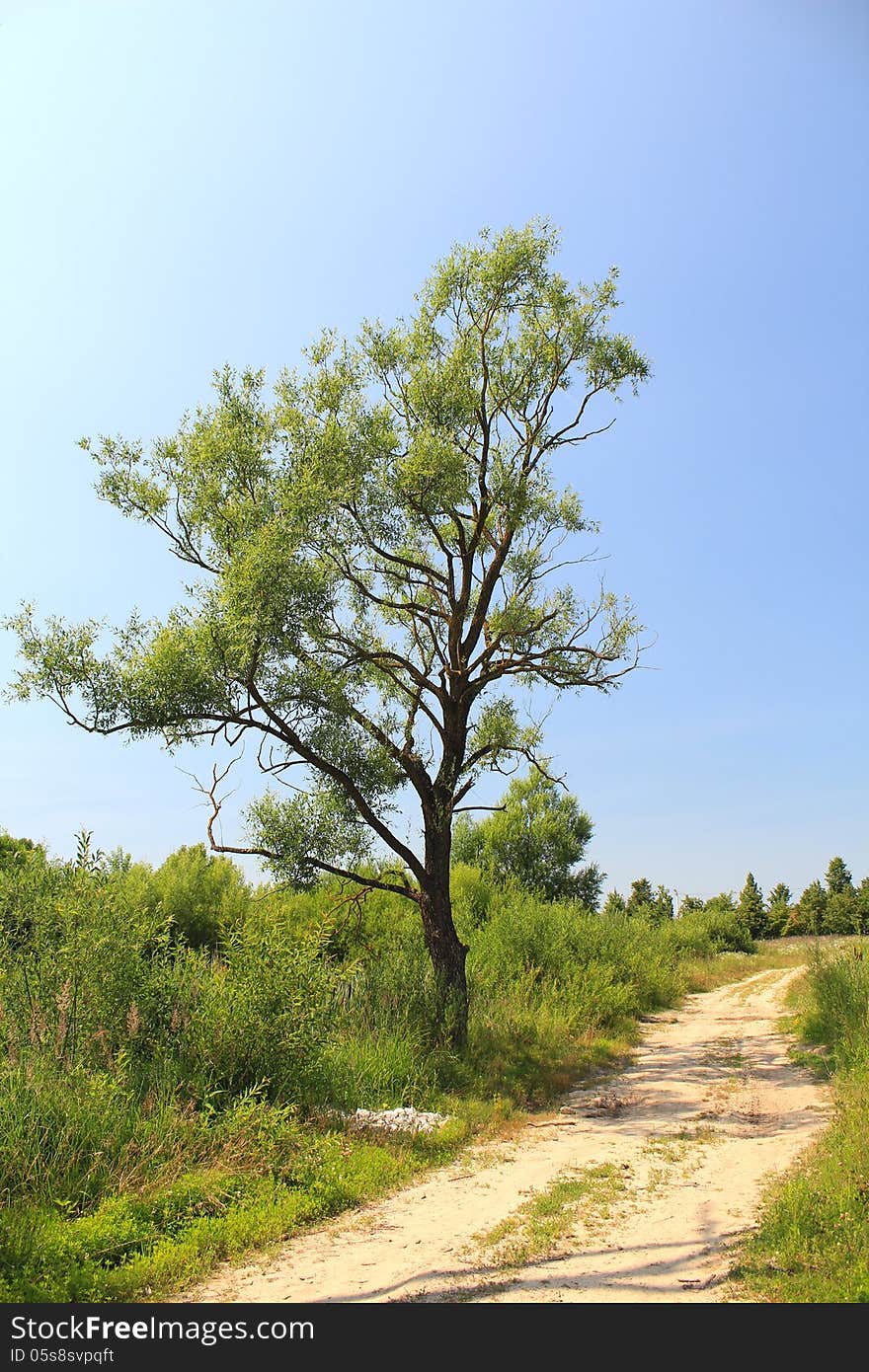 One tree to the trail