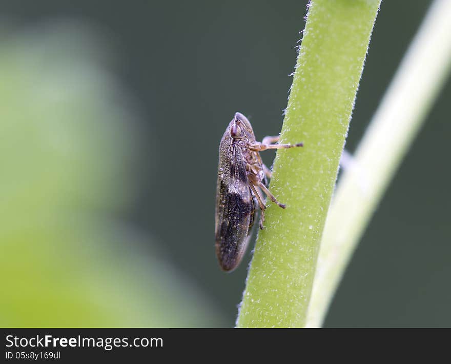 Green Cicada &x28;lat. Cicadella viridis&x29;.