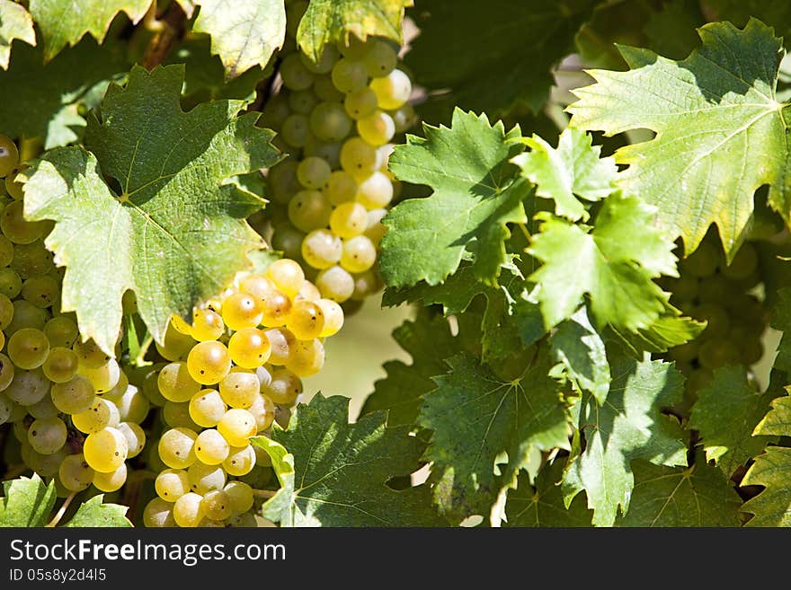 White grapes in sunlight