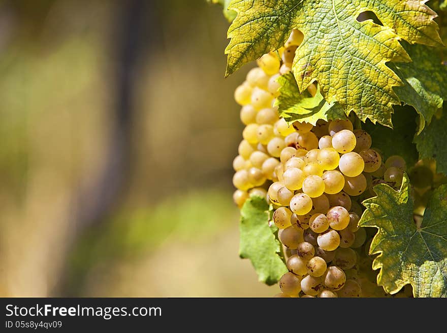 White grapes in sunlight