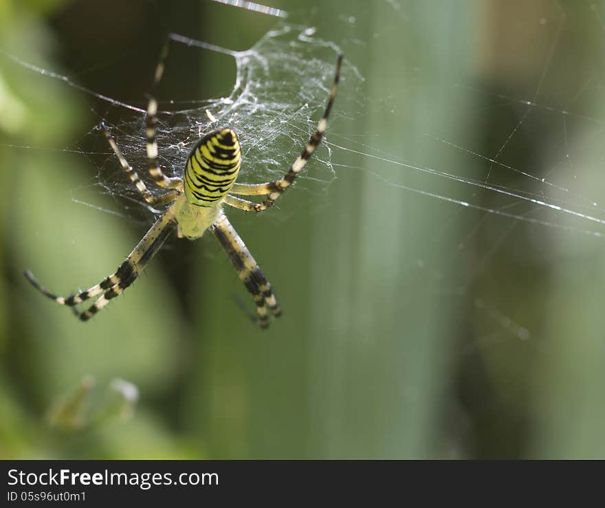 Spider Wasp &x28;lat. Argiope Bruennichi&x29;.