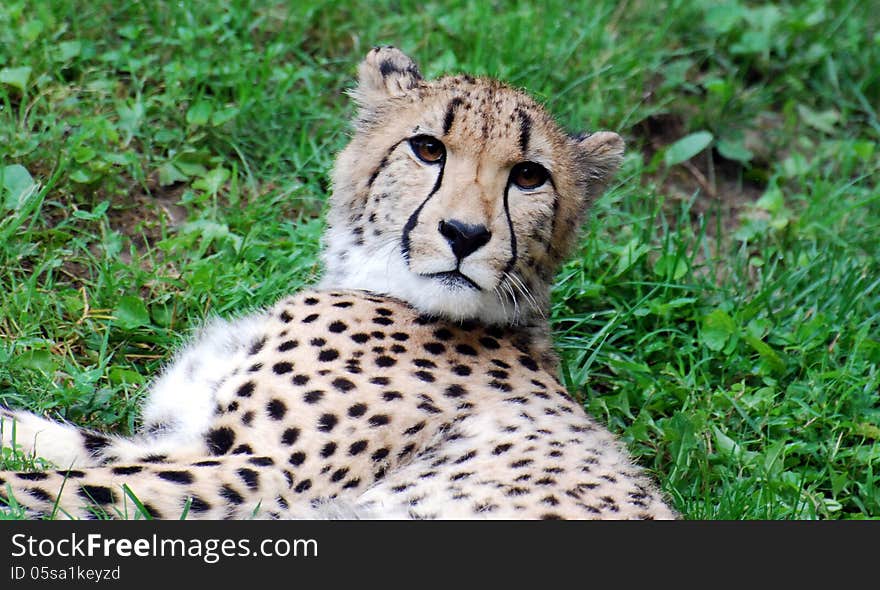 A cheetah relaxing on grass in a zoo. A cheetah relaxing on grass in a zoo