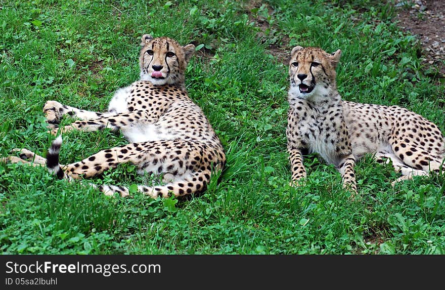 Two Playful Cheetahs