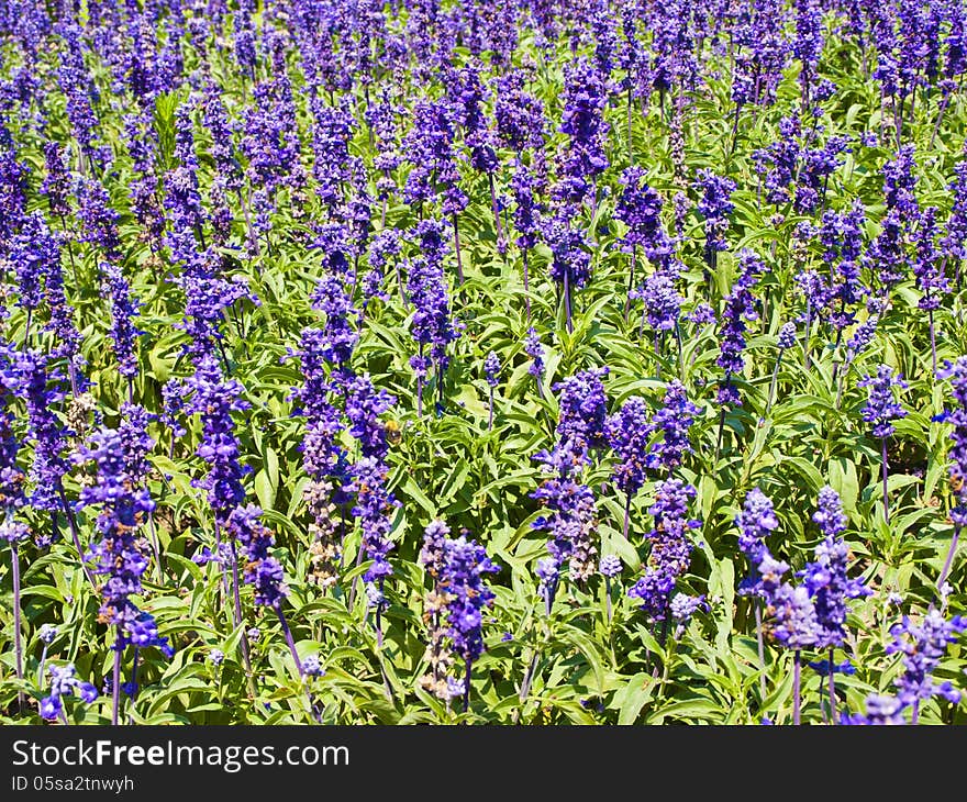 Lavender Flower Summer or Spring Meadow