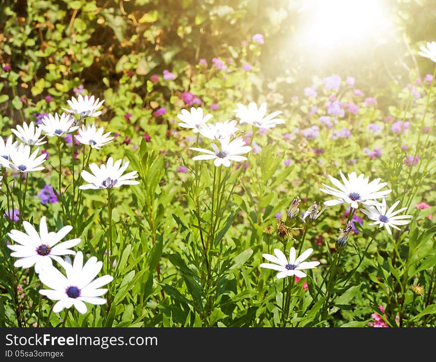 Summer Daisy Field Over Bright Sun