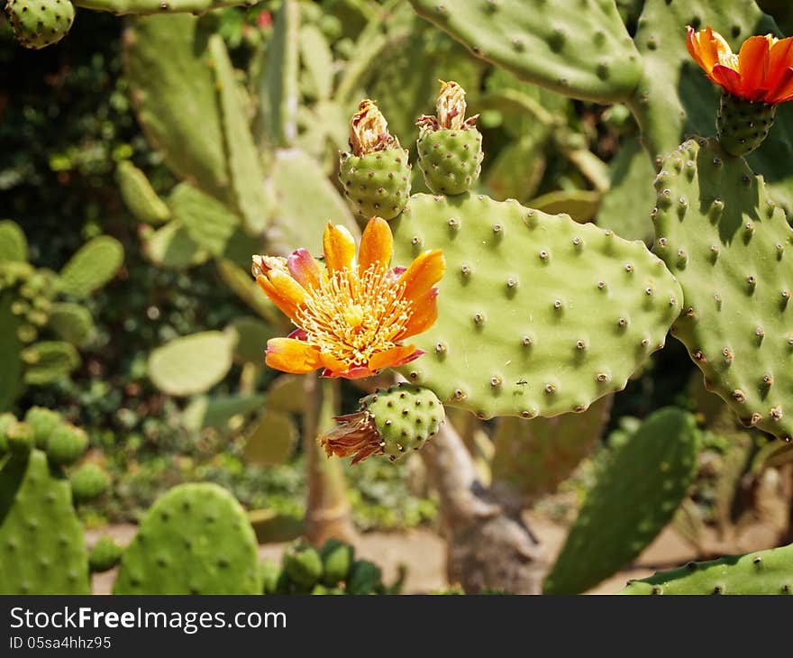 Cactus Blossom