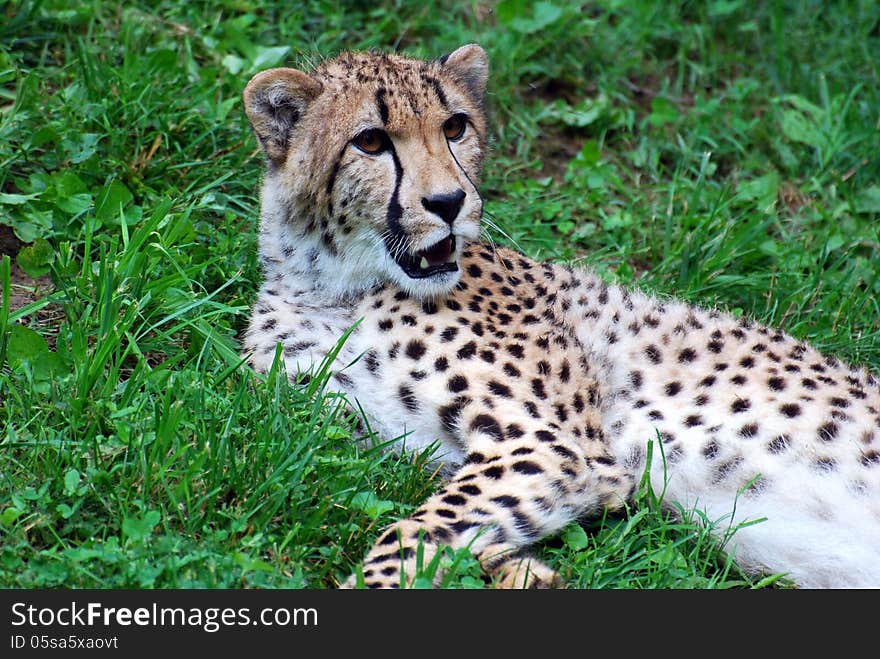 A cheetah relaxing on grass in a zoo. A cheetah relaxing on grass in a zoo