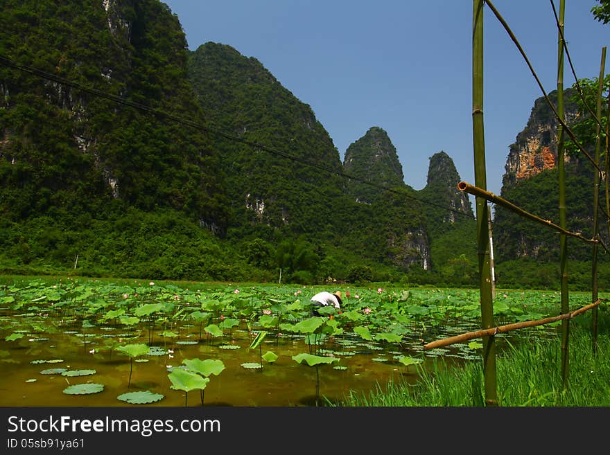 Chinese lotus farm