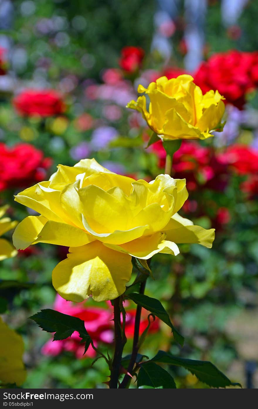 Beautiful yellow roses