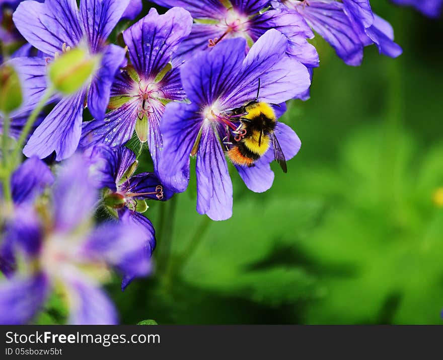 Honey Bee looking for honey