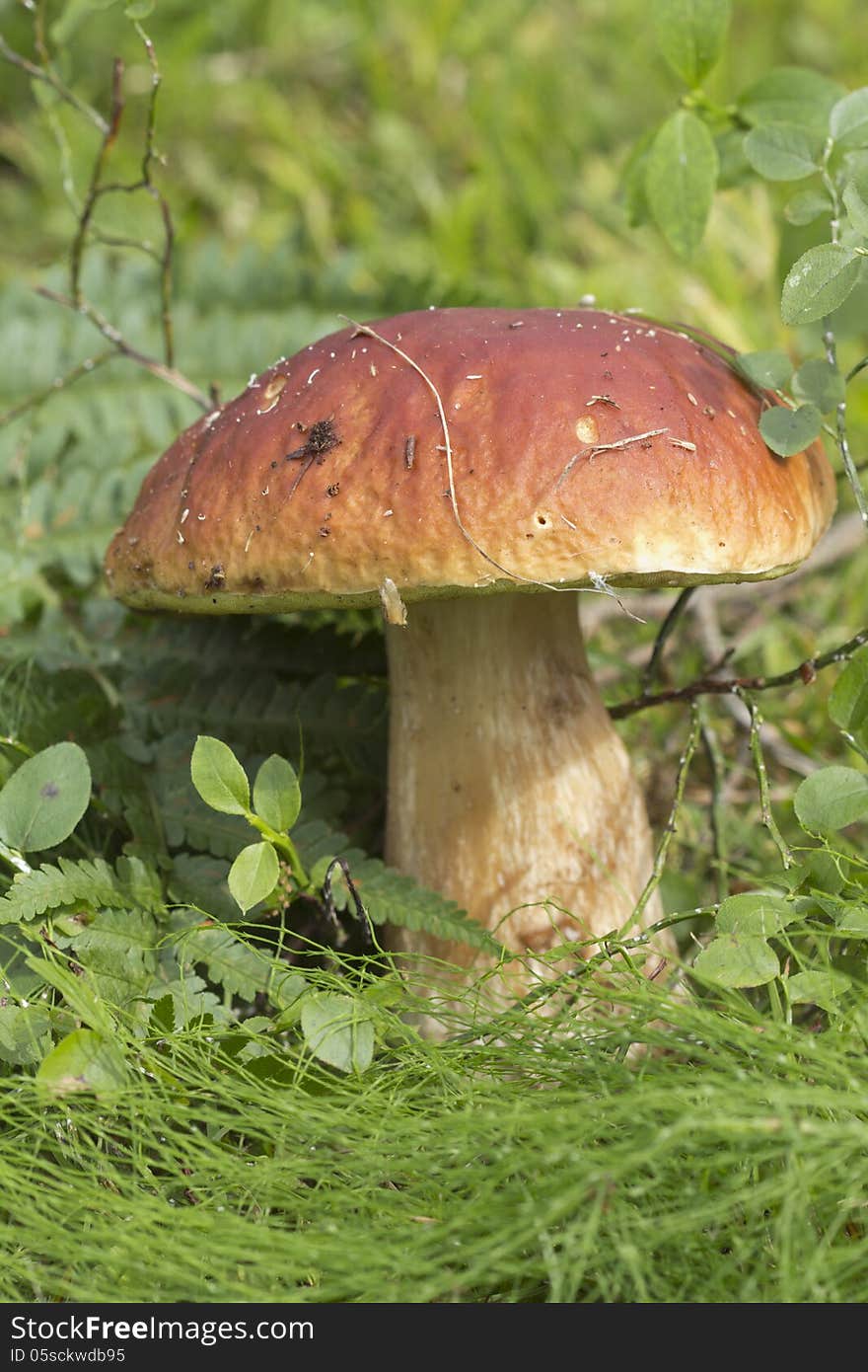 White mushroom &x28;lat. Boletus edulis&x29;.