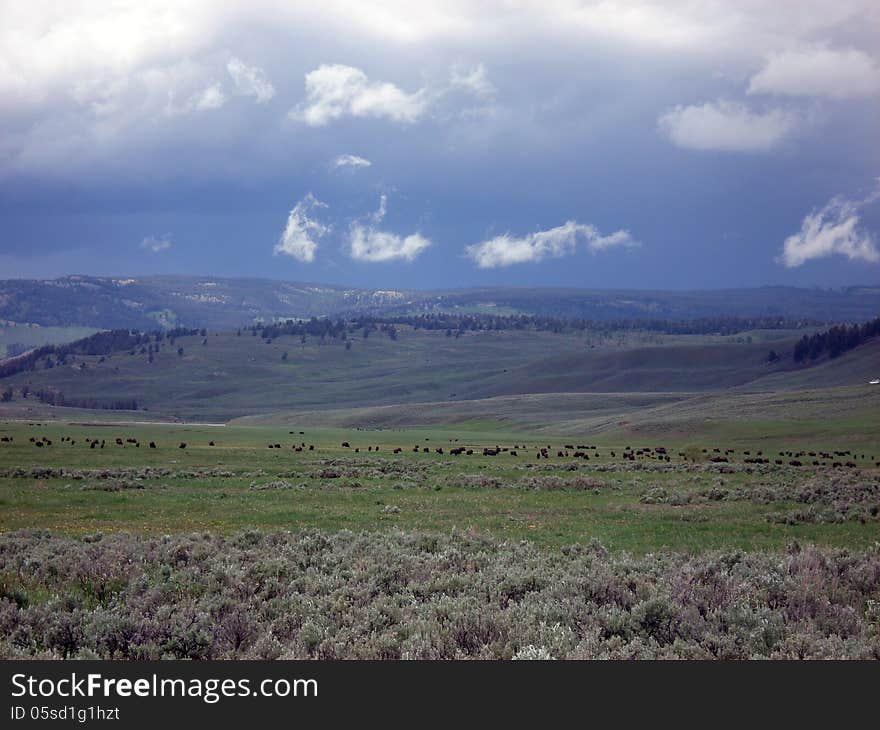 Lamar Valley, Yellowstone Np, before a thunderstorm