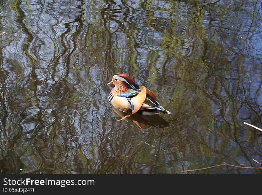 Mandarin duck, Stockport park lake