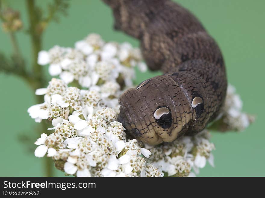 An Elephant Hawk-moth Caterpillar - Deilephila Elpenor.