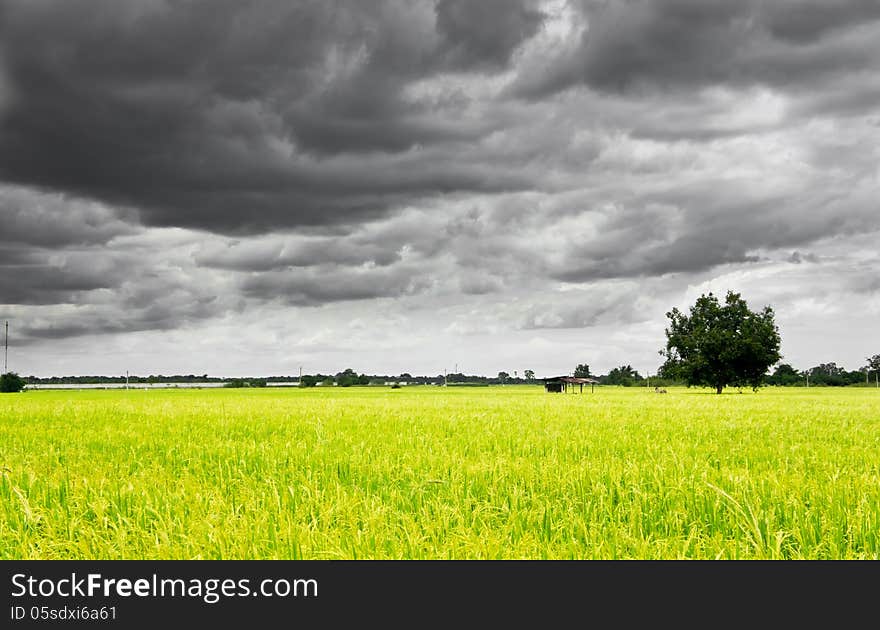 The rice field with storm cloud sky background