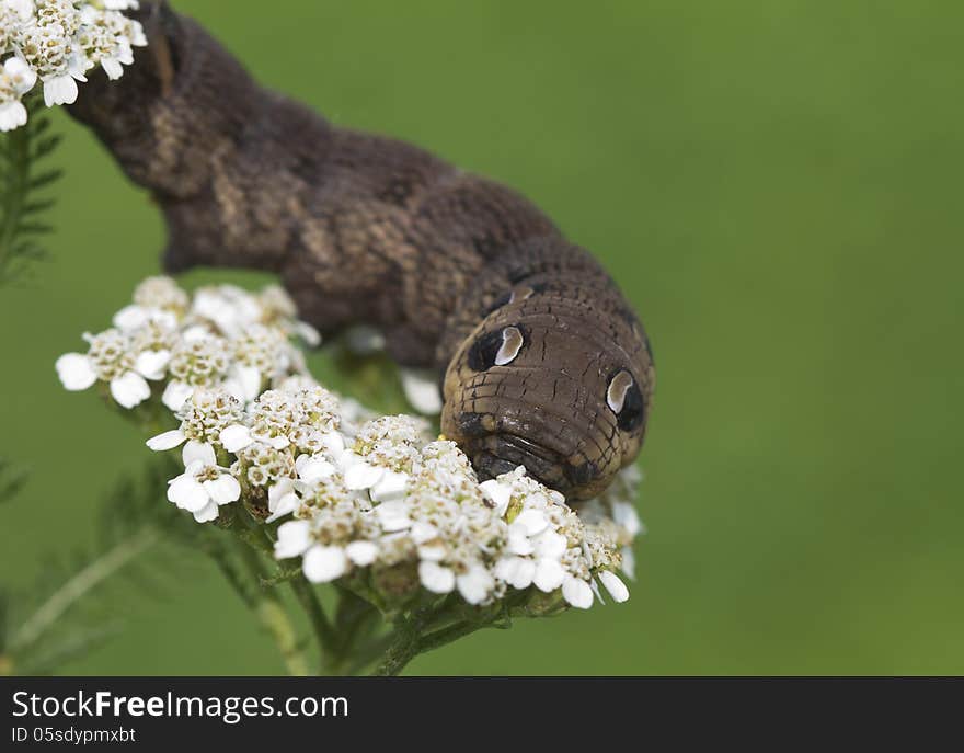 An elephant hawk-moth caterpillar - Deilephila elpenor.