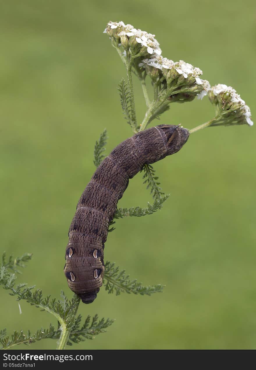 Color caterpillars varies from light green to brown and almost black at the 4th and 5th rings have «eyes» with a dark core and the white border. Horn short, black and brown. Color caterpillars varies from light green to brown and almost black at the 4th and 5th rings have «eyes» with a dark core and the white border. Horn short, black and brown.