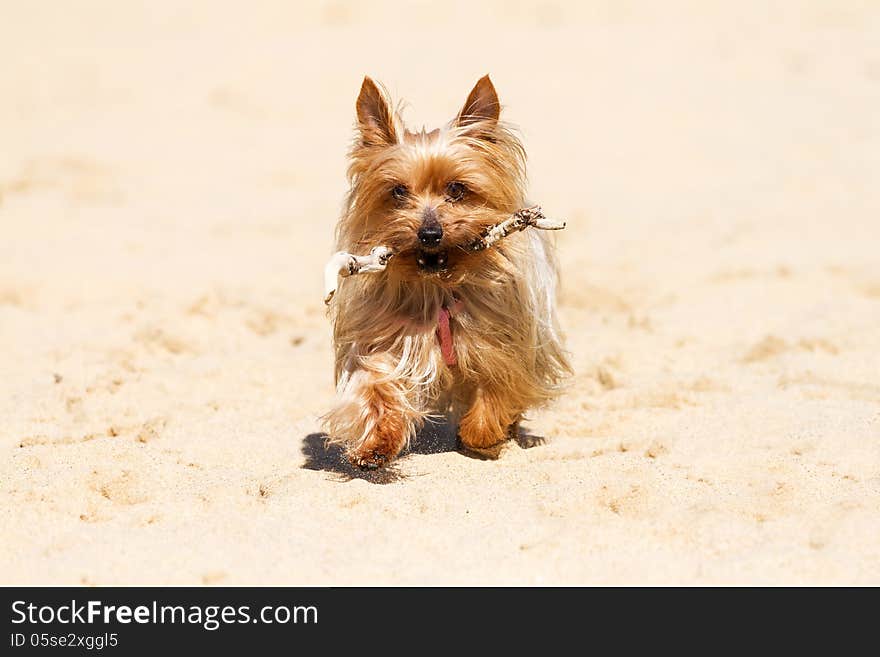 Hardworking Yorkshire Terrier bring back the staff