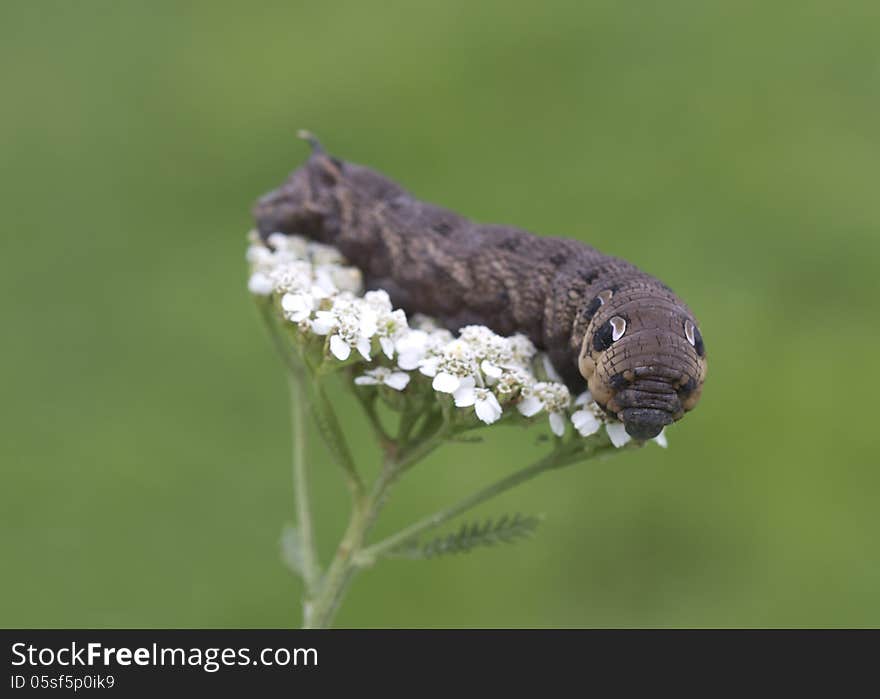 An elephant hawk-moth caterpillar = Deilephila elpenor.