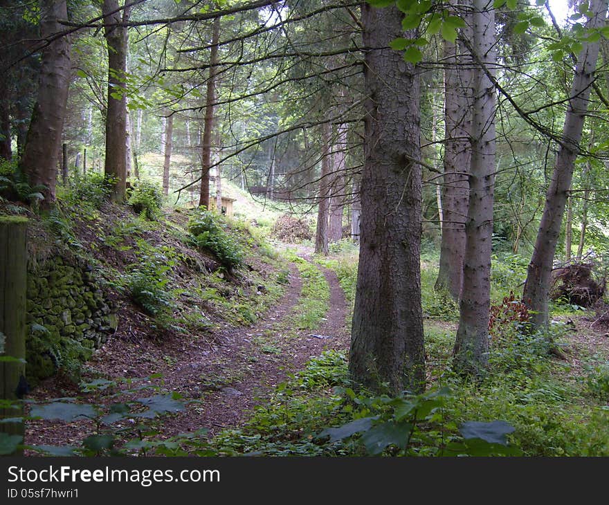 Scottish Woodland