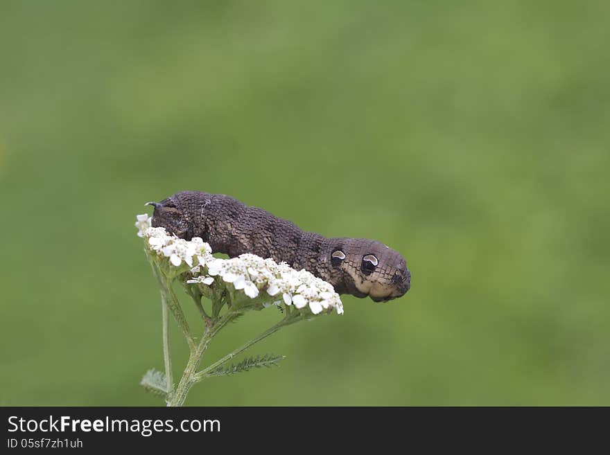 An elephant hawk-moth caterpillar = Deilephila elpenor.