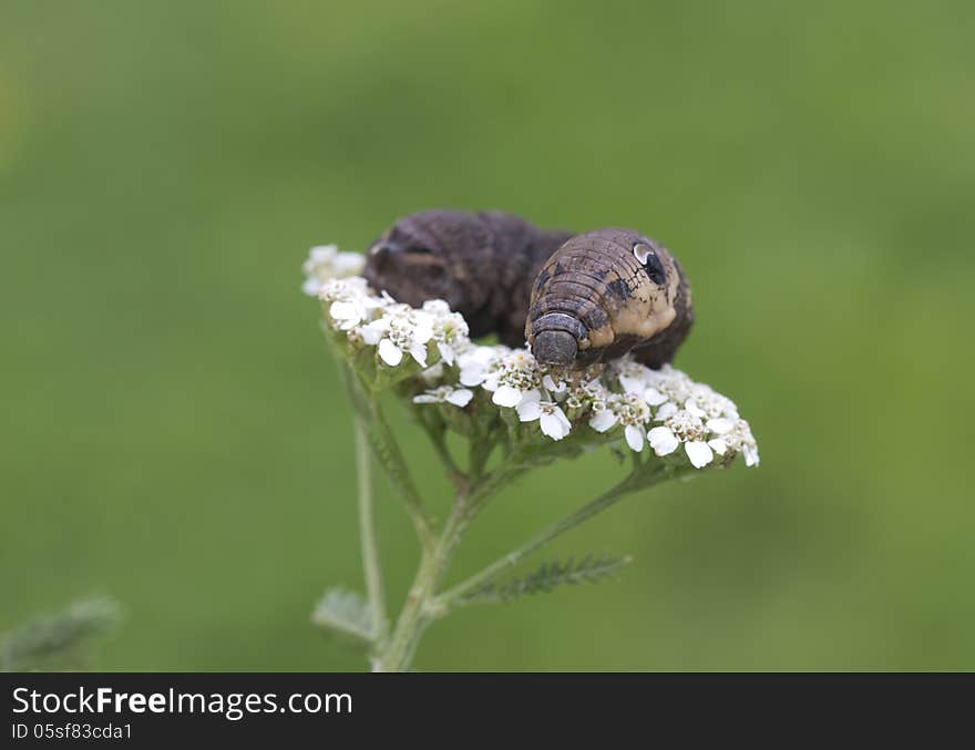 An elephant hawk-moth caterpillar = Deilephila elpenor.