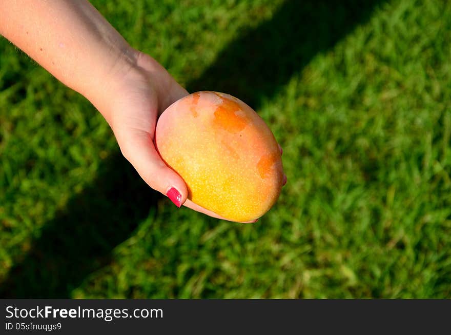 Ripe mango in a girl hand - green grass background. Ripe mango in a girl hand - green grass background