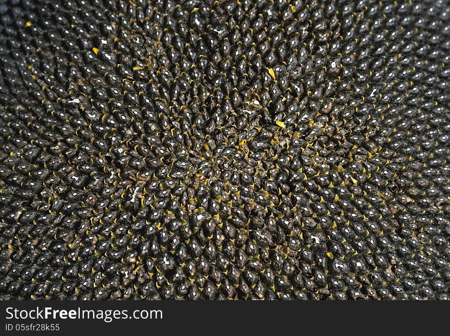 Background texture of sunflower seeds close-up