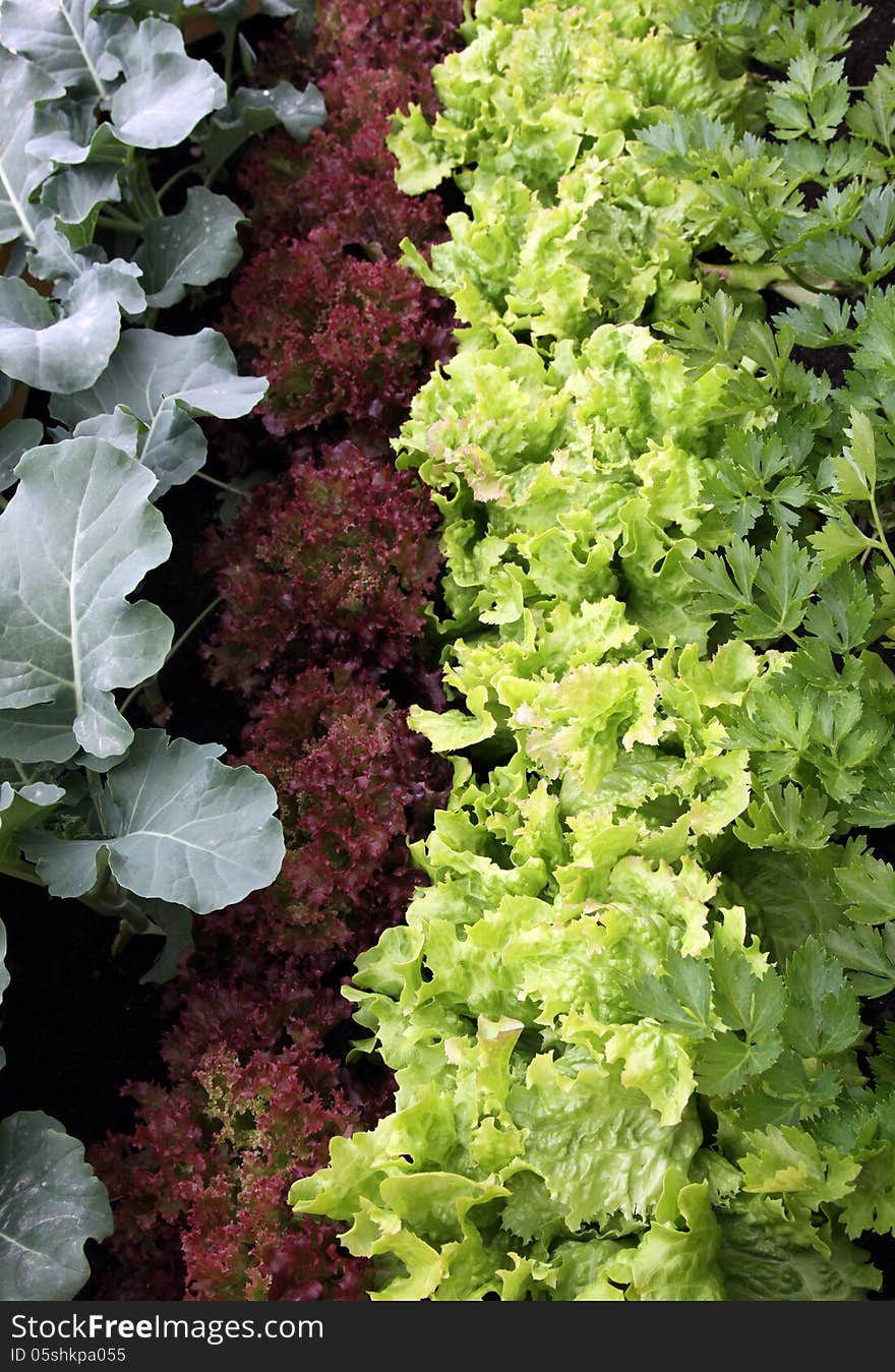 Vegetable mixture garden bed with salad, lettuce, parsley and kohlrabi. Vegetable mixture garden bed with salad, lettuce, parsley and kohlrabi