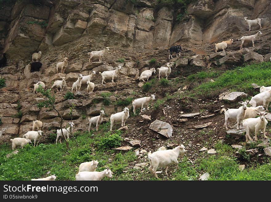 Goats are climbing the mountains