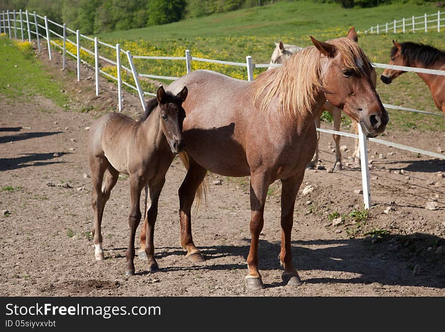 Horse with foal