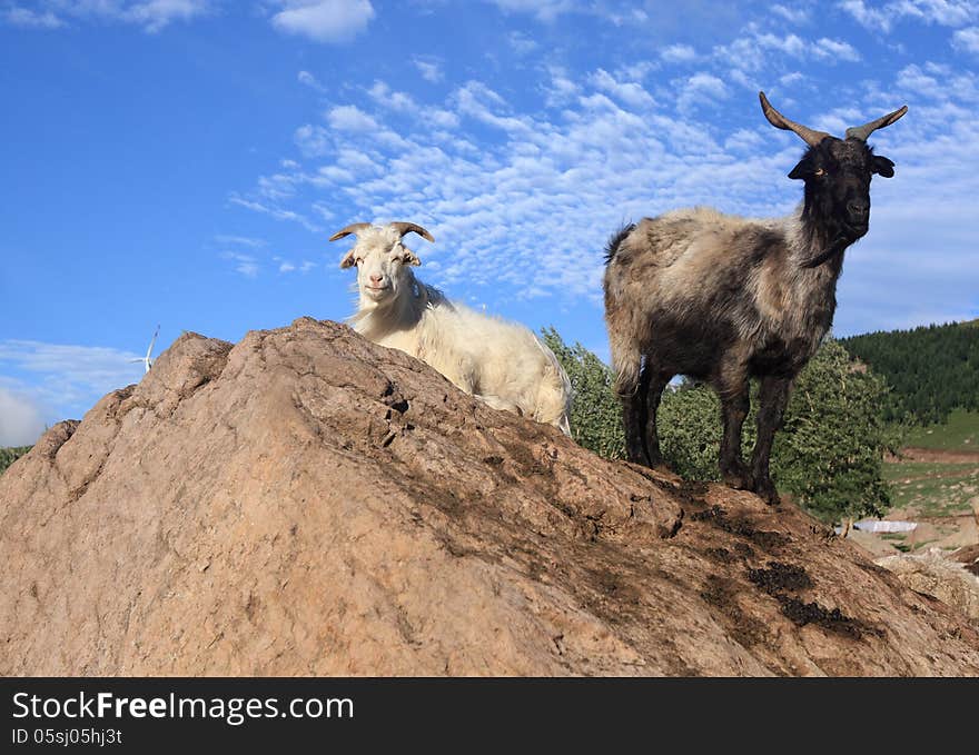 Two goats standing on a rock