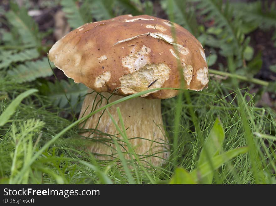 White Mushroom Boletus Edulis.