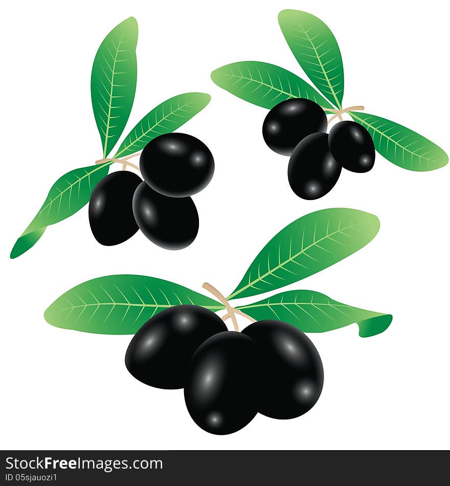 Vector illustration of black olives on branch with leaves