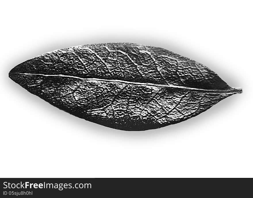 A black and white leaf isolated on a plain, white background.