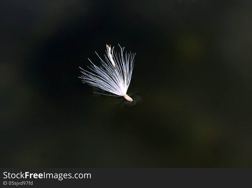 Dandelion floating on the dark green water