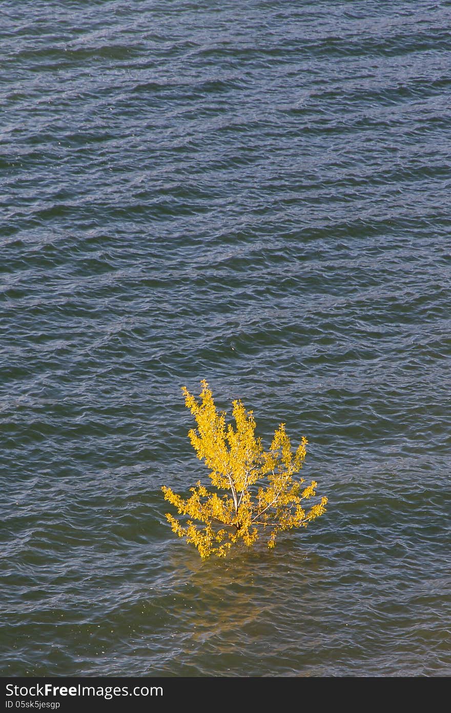 Treetop solo young spring leaves protruding above the water of a swamp. Treetop solo young spring leaves protruding above the water of a swamp