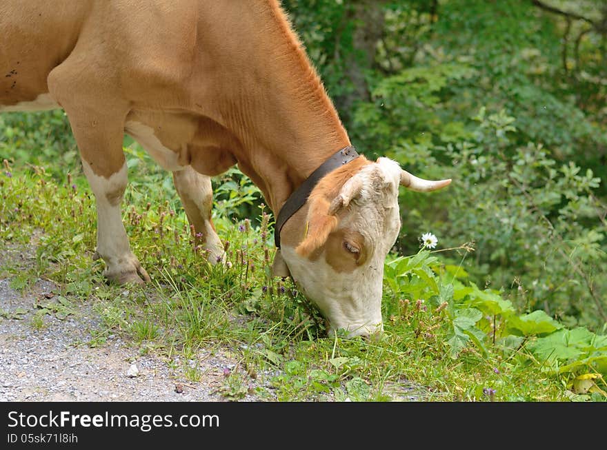 Cow with bell eating grass