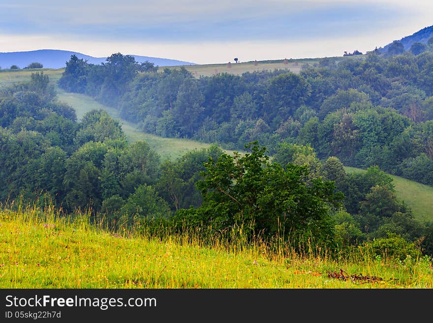 Edge of the clearing and trees on a hill in the fog. Edge of the clearing and trees on a hill in the fog