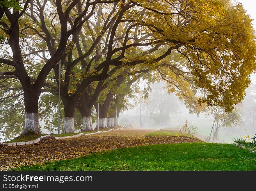 Autumn alley with trees in the fog. Autumn alley with trees in the fog