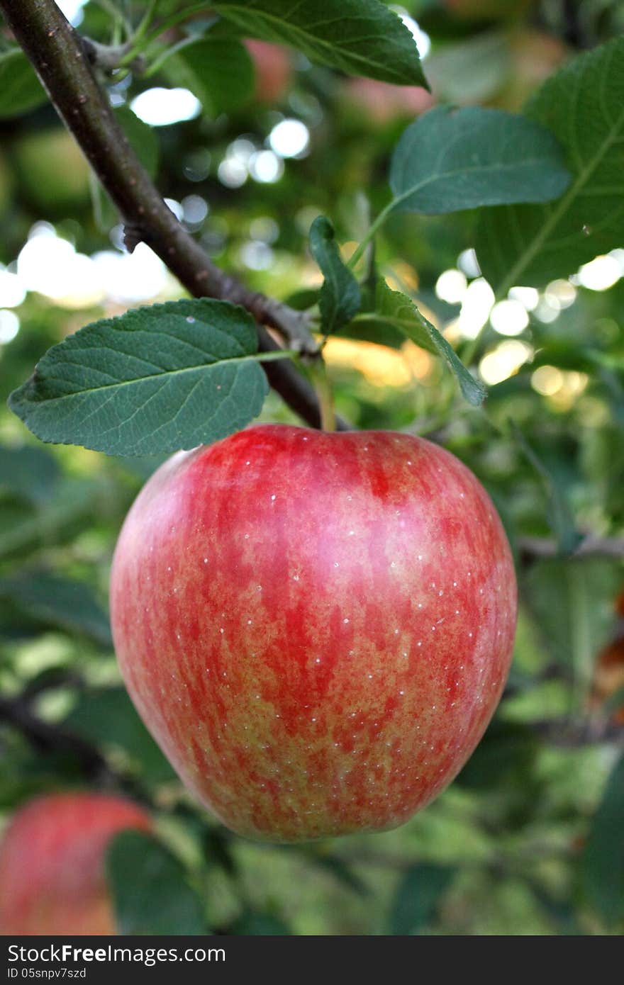 Apple-tree branch with big red apple in the foreground.